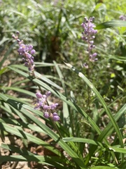 Liriope