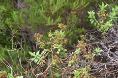 Hypericum canariense