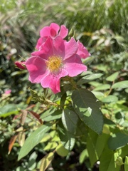Rosa arkansana