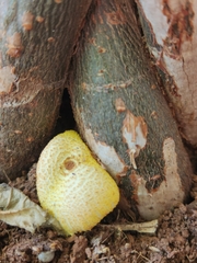 Leucocoprinus birnbaumii