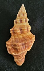 Hemipolygona mcgintyi