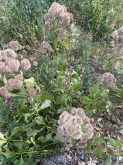 Eutrochium purpureum