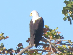 Haliaeetus vocifer