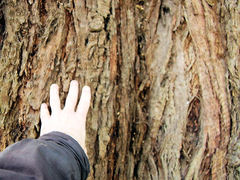 Eucalyptus nicholii