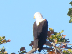 Haliaeetus vocifer