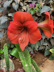 Hippeastrum reginae