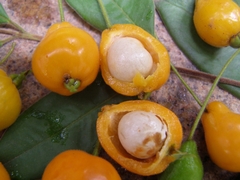 Calycorectes acutatus