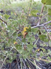 Ribes cereum