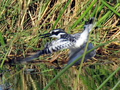 Ceryle rudis rudis