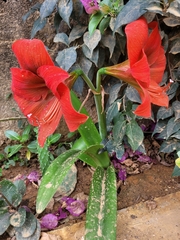 Hippeastrum reginae