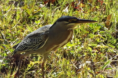 Butorides striata