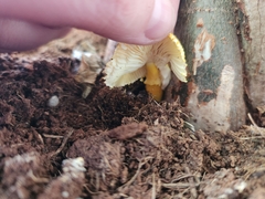 Leucocoprinus birnbaumii