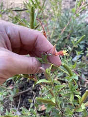 Oenothera lavandulifolia