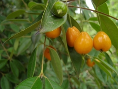 Calycorectes acutatus