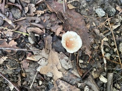 Lepiota rubrotinctoides