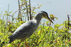 Butorides striata