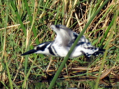 Ceryle rudis rudis