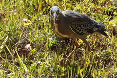 Butorides striata