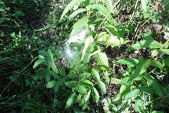 Vincetoxicum hirundinaria