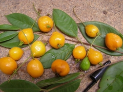 Calycorectes acutatus