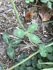 Trifolium