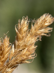 Carex phaeocephala