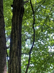 Robinia pseudoacacia