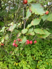 Crataegus