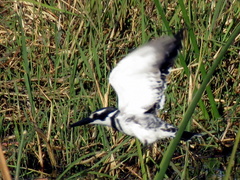 Ceryle rudis rudis