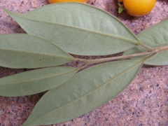 Calycorectes acutatus