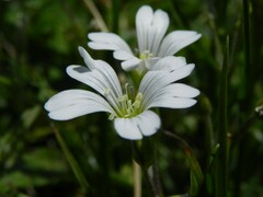 Cerastium arvense
