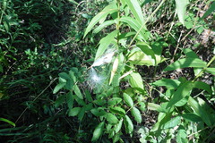 Vincetoxicum hirundinaria