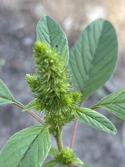 Amaranthus powellii