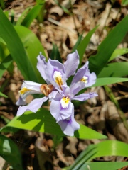 Iris cristata