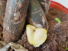 Leucocoprinus birnbaumii
