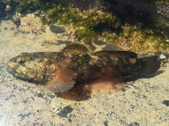 Gobius cobitis