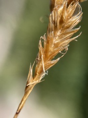 Carex phaeocephala