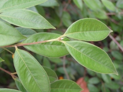 Calycorectes acutatus