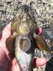 Gobius cobitis