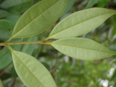 Calycorectes acutatus