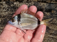 Diplodus vulgaris