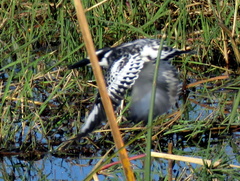 Ceryle rudis rudis