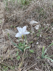 Zephyranthes drummondii