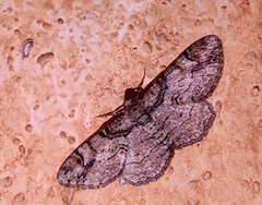 Iridopsis defectaria