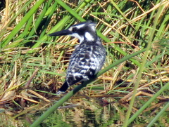 Ceryle rudis rudis