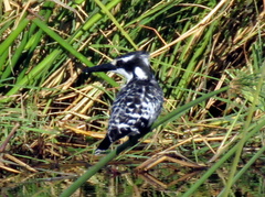 Ceryle rudis rudis
