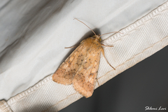 Helicoverpa armigera