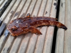 Halobatrachus didactylus