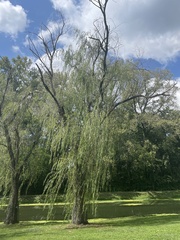 Salix babylonica