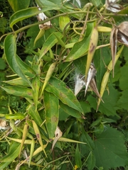 Vincetoxicum nigrum
